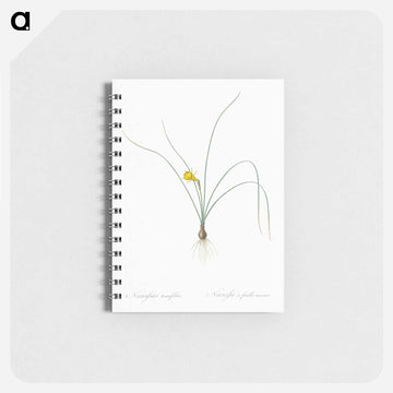 Petticoat daffodil illustration from Les liliacées - ピエール ジョゼフ ルドゥーテ Memo.