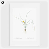 Petticoat daffodil illustration from Les liliacées - Pierre Joseph Redouté Poster.