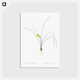 アートポストカード-Petticoat daffodil illustration from Les liliacées - ピエール ジョゼフ ルドゥーテ Postcard.