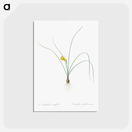 アートポストカード-Petticoat daffodil illustration from Les liliacées - ピエール ジョゼフ ルドゥーテ Postcard.