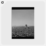 アートポストカード-Hoeing Sugar Beets
 - ラッセル リー Postcard.