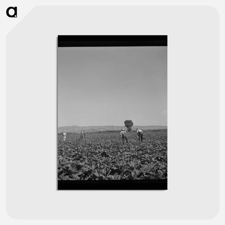 アートポストカード-Hoeing Sugar Beets
 - ラッセル リー Postcard.