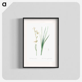 アートポスター-Siberian iris illustration - ピエール ジョゼフ ルドゥーテ Poster.