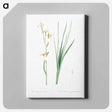 アートパネル-Siberian iris illustration - ピエール ジョゼフ ルドゥーテ Canvas.