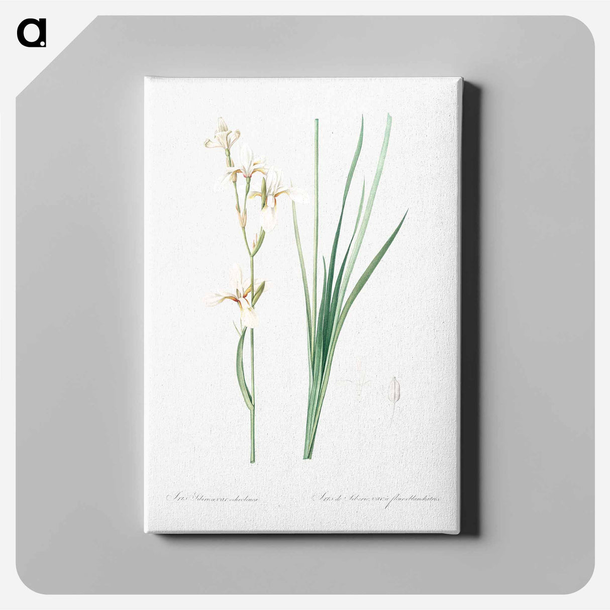 アートパネル-Siberian iris illustration - ピエール ジョゼフ ルドゥーテ Canvas.