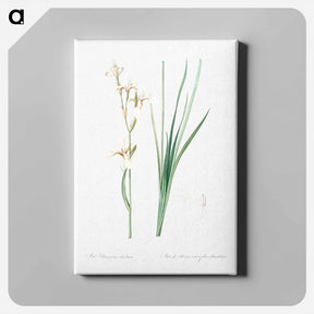 アートパネル-Siberian iris illustration - ピエール ジョゼフ ルドゥーテ Canvas.