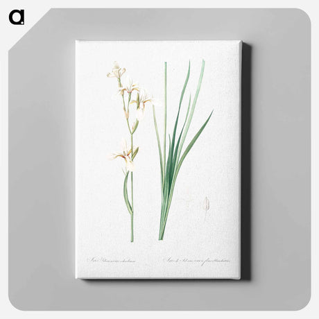 アートパネル-Siberian iris illustration - ピエール ジョゼフ ルドゥーテ Canvas.