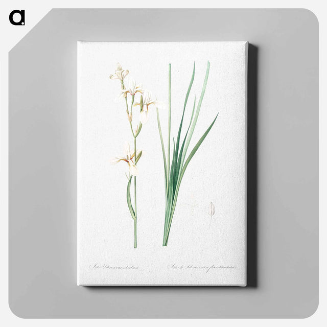 アートパネル-Siberian iris illustration - ピエール ジョゼフ ルドゥーテ Canvas.