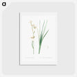 アートポストカード-Siberian iris illustration - ピエール ジョゼフ ルドゥーテ Postcard.
