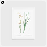 アートポストカード-Siberian iris illustration - ピエール ジョゼフ ルドゥーテ Postcard.