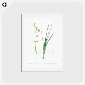 アートポストカード-Siberian iris illustration - ピエール ジョゼフ ルドゥーテ Postcard.