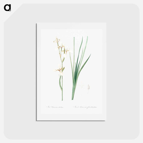 アートポストカード-Siberian iris illustration - ピエール ジョゼフ ルドゥーテ Postcard.
