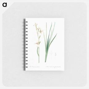 アートメモ帳-Siberian iris illustration - ピエール ジョゼフ ルドゥーテ Memo.