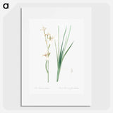 Siberian iris illustration - Pierre Joseph Redouté Poster.