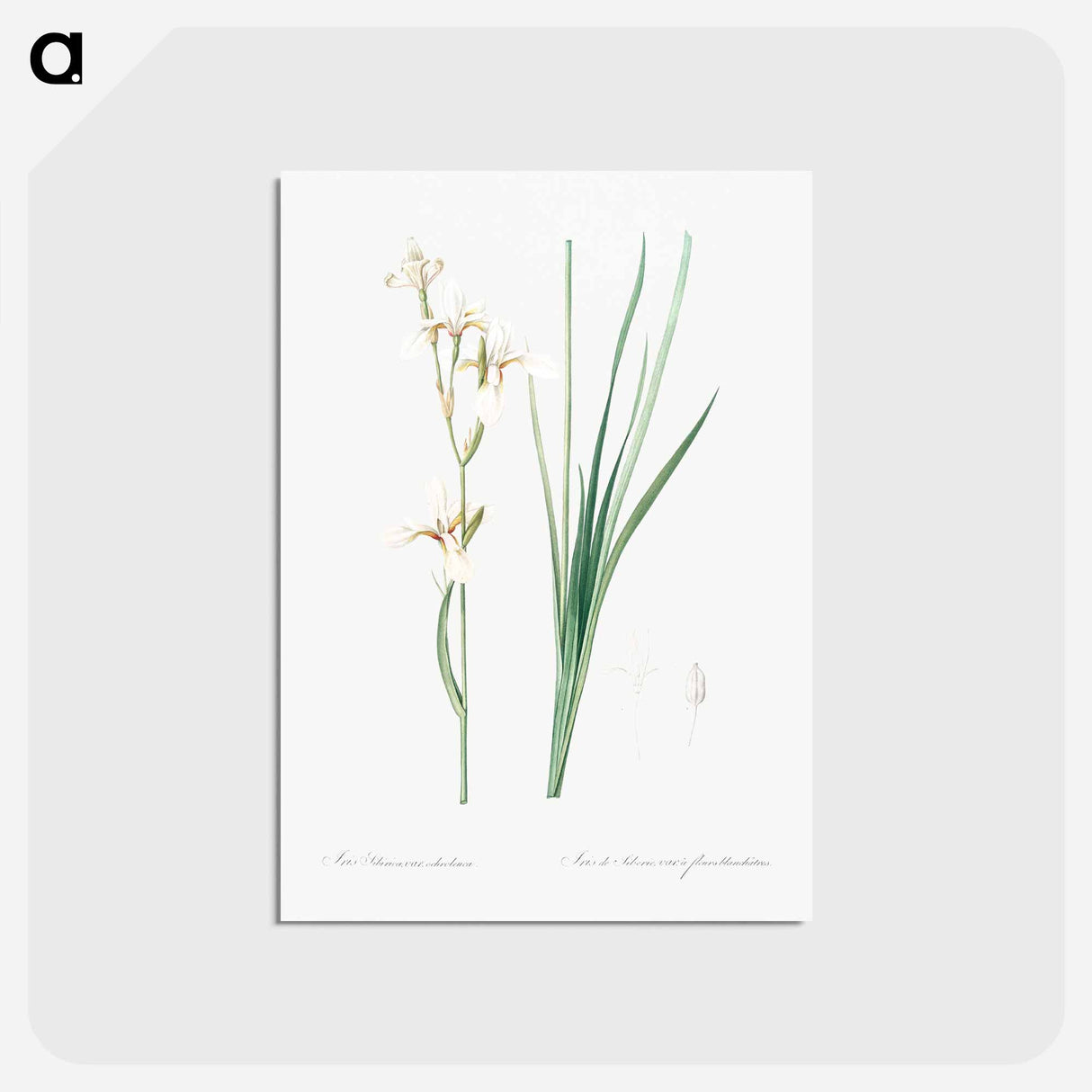 アートポストカード-Siberian iris illustration - ピエール ジョゼフ ルドゥーテ Postcard.