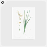 アートポストカード-Siberian iris illustration - ピエール ジョゼフ ルドゥーテ Postcard.