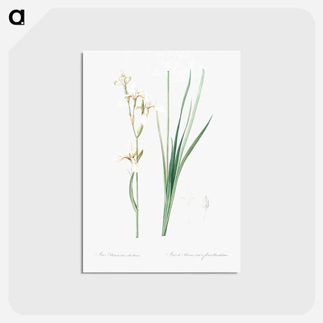 アートポストカード-Siberian iris illustration - ピエール ジョゼフ ルドゥーテ Postcard.