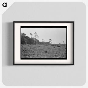 アートポスター-Corn Growing on Cut-Over Land
 - ラッセル リー Poster.