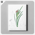 アートパネル-Spider iris illustration - ピエール ジョゼフ ルドゥーテ Canvas.