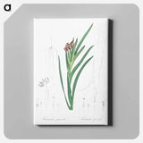 アートパネル-Spider iris illustration - ピエール ジョゼフ ルドゥーテ Canvas.