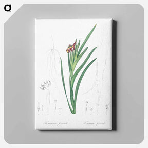 アートパネル-Spider iris illustration - ピエール ジョゼフ ルドゥーテ Canvas.