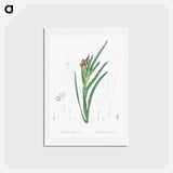 アートポストカード-Spider iris illustration - ピエール ジョゼフ ルドゥーテ Postcard.