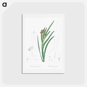 アートポストカード-Spider iris illustration - ピエール ジョゼフ ルドゥーテ Postcard.