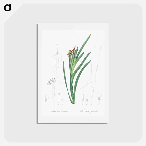 Spider iris illustration - ピエール ジョゼフ ルドゥーテ Postcard.