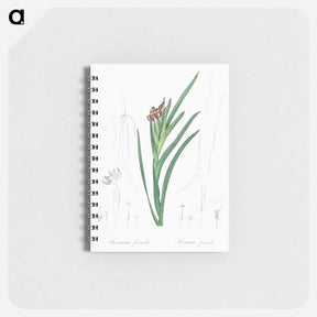 アートメモ帳-Spider iris illustration - ピエール ジョゼフ ルドゥーテ Memo.