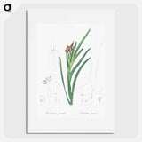 Spider iris illustration - Pierre Joseph Redouté Poster.