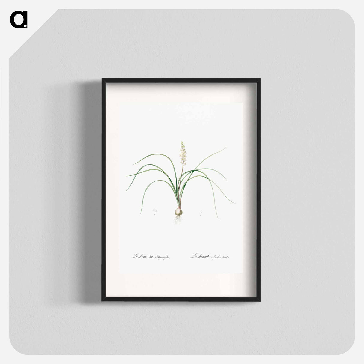 Lachenalia angustifolia illustration - ピエール ジョゼフ ルドゥーテ Poster.