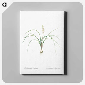 アートパネル-Lachenalia angustifolia illustration - ピエール ジョゼフ ルドゥーテ Canvas.