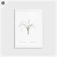アートポストカード-Lachenalia angustifolia illustration - ピエール ジョゼフ ルドゥーテ Postcard.