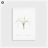 アートポストカード-Lachenalia angustifolia illustration - ピエール ジョゼフ ルドゥーテ Postcard.