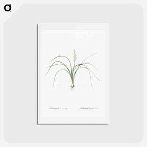 アートポストカード-Lachenalia angustifolia illustration - ピエール ジョゼフ ルドゥーテ Postcard.