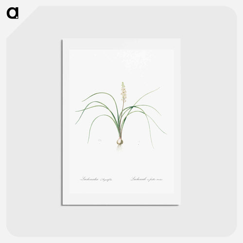 Lachenalia angustifolia illustration - ピエール ジョゼフ ルドゥーテ Postcard.