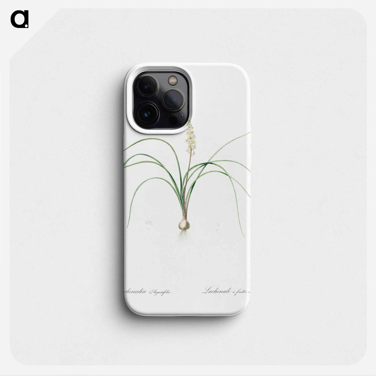 Lachenalia angustifolia illustration - Pierre Joseph Redouté Phone Case.