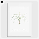 Lachenalia angustifolia illustration - ピエール ジョゼフ ルドゥーテ Poster.