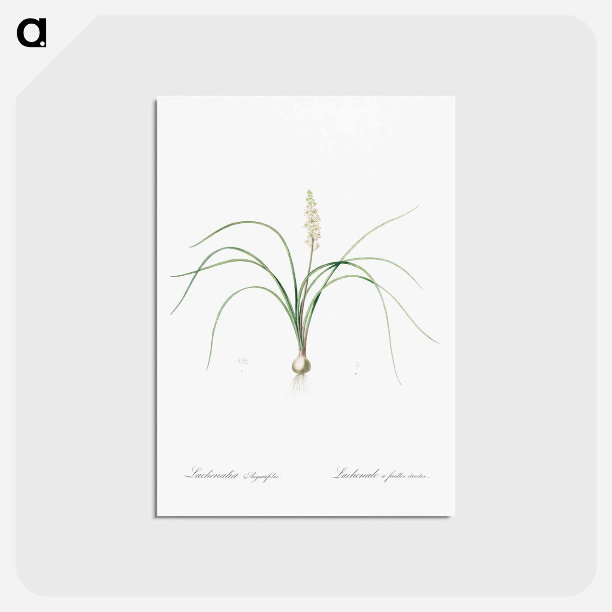 アートポストカード-Lachenalia angustifolia illustration - ピエール ジョゼフ ルドゥーテ Postcard.