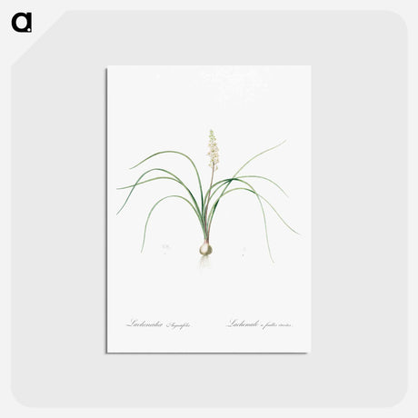 アートポストカード-Lachenalia angustifolia illustration - ピエール ジョゼフ ルドゥーテ Postcard.
