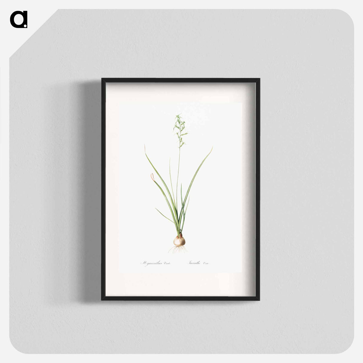 Hyacinthus viridis illustration from Les liliacées - Pierre-Joseph Redouté Poster.