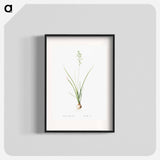 Hyacinthus viridis illustration from Les liliacées - Pierre-Joseph Redouté Poster.