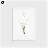 アートポストカード-Hyacinthus viridis illustration from Les liliacées - ピエール ジョゼフ ルドゥーテ Postcard.