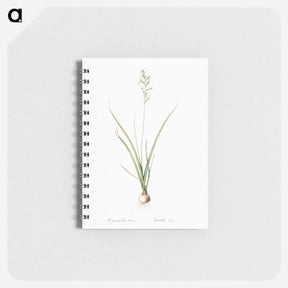 アートメモ帳-Hyacinthus viridis illustration from Les liliacées - ピエール ジョゼフ ルドゥーテ Memo.