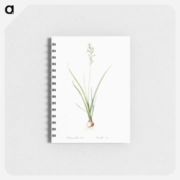 Hyacinthus viridis illustration from Les liliacées - ピエール ジョゼフ ルドゥーテ Memo.