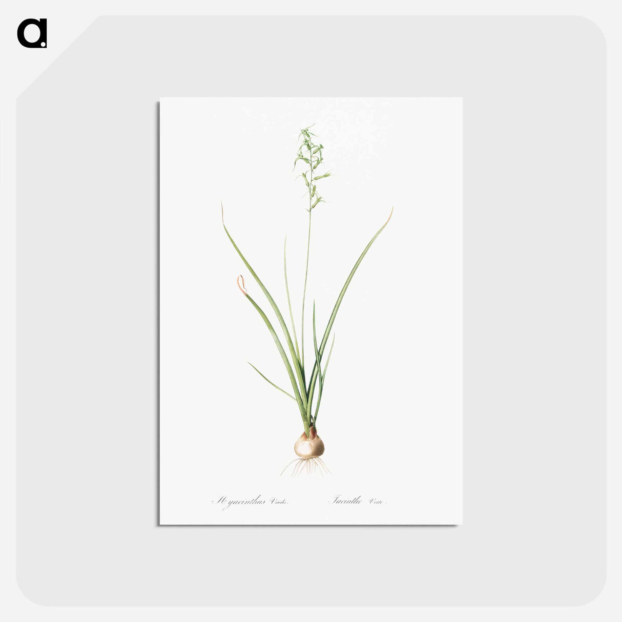 アートポストカード-Hyacinthus viridis illustration from Les liliacées - ピエール ジョゼフ ルドゥーテ Postcard.
