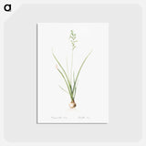 アートポストカード-Hyacinthus viridis illustration from Les liliacées - ピエール ジョゼフ ルドゥーテ Postcard.