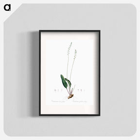 アートポスター-Eriospermum lanceaefolium illustration - ピエール ジョゼフ ルドゥーテ Poster.
