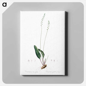 アートパネル-Eriospermum lanceaefolium illustration - ピエール ジョゼフ ルドゥーテ Canvas.