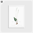 アートポストカード-Eriospermum lanceaefolium illustration - ピエール ジョゼフ ルドゥーテ Postcard.